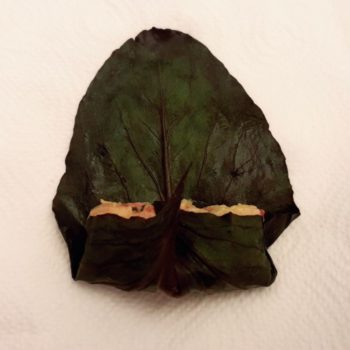 Rezept Capuns lowcarb glutenfrei keto